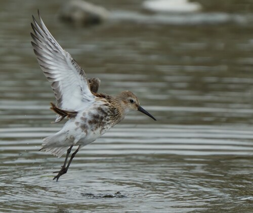 Dunlin