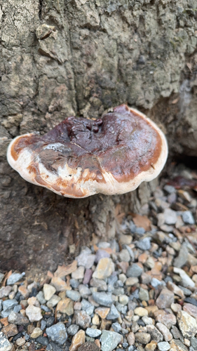 Ganoderma resinaceum