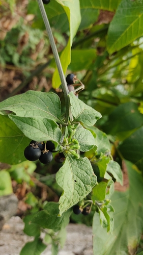 black nightshade