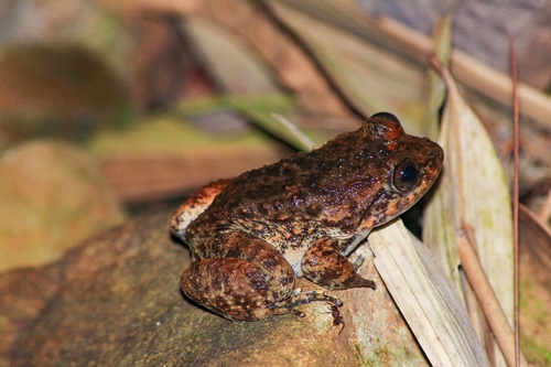 Limnonectes kuhlii observed 2026-08-29