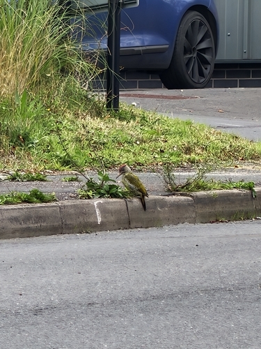 Eurasian Green Woodpecker