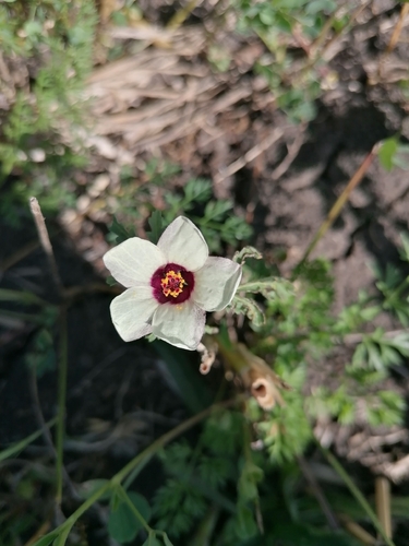 flower-of-an-hour