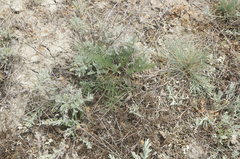 Seseli pallasii