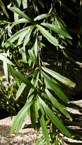 Lomatia myricoides observed 2026-09-14