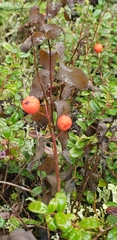 Geocaulon lividum, photograph author not stated, no rights reserved
