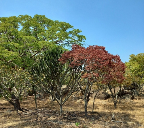 Common Tree Euphorbia