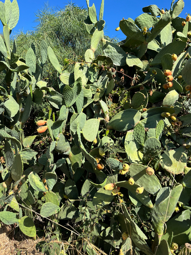 Indian fig opuntia