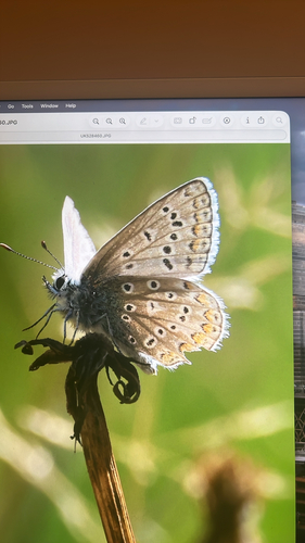 Common Blue