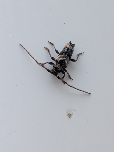 lesser thorn-tipped longhorn beetle