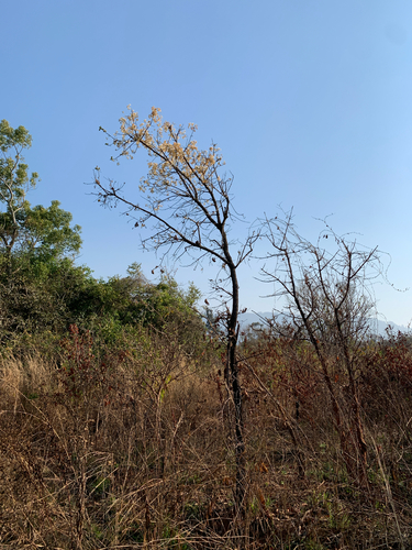 South African Wild Pear