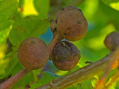 Oak Marble Gall Wasp