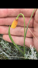 Fritillaria pudica