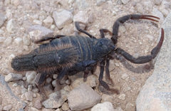 Parabuthus villosus