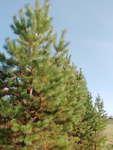 Scots pine