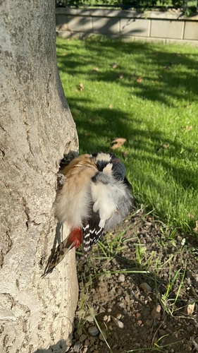 Great Spotted Woodpecker
