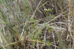 Galium tenuissimum