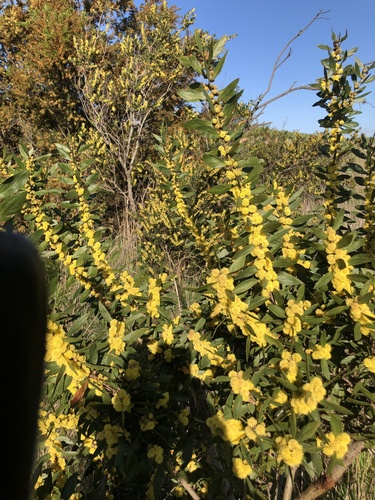 Varnish Wattle