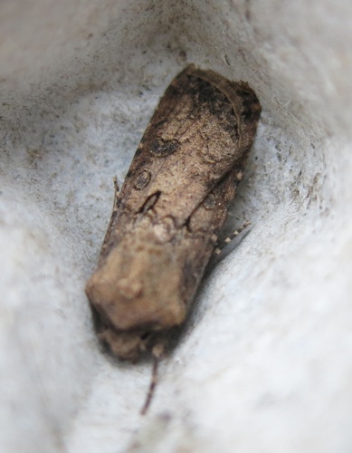Turnip Moth