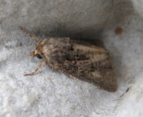 Straw Underwing