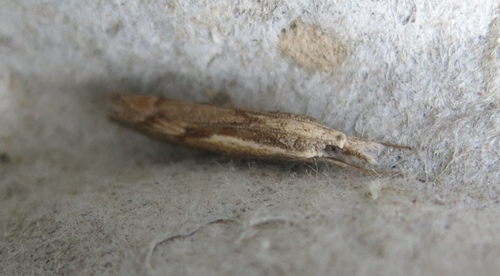Elbow-striped Grass-veneer
