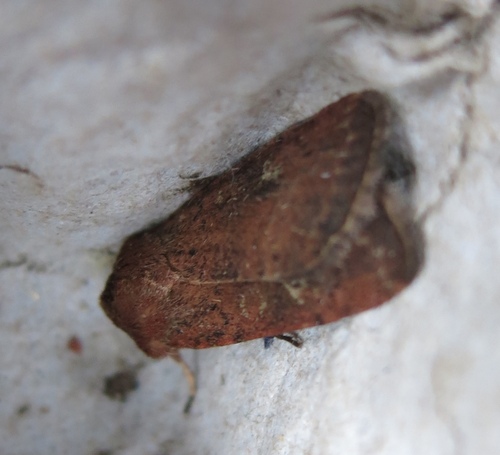 Square-spot Rustic