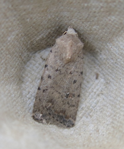 Pale Mottled Willow Moth