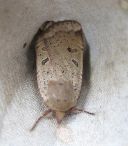 Lesser Yellow Underwing