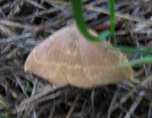 Oak Hook-tip