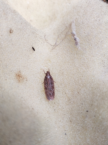 Depressaria olerella