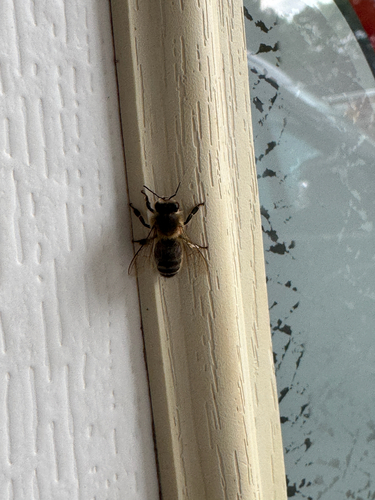 Western Honey Bee