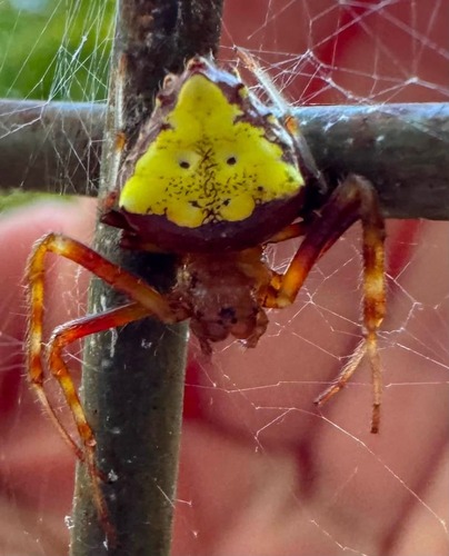 Arrowhead Orbweaver