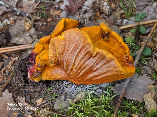 lobster mushroom