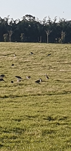 Straw-necked Ibis
