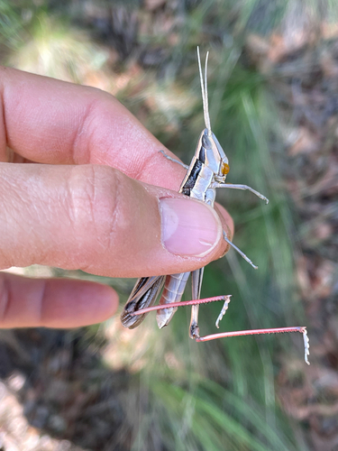 Texas Mermiria
