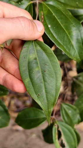 Rhodamnia acuminata, 2026-09-13