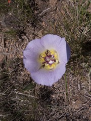 Calochortus ambiguus