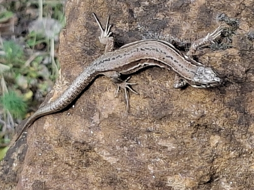 Common Wall Lizard