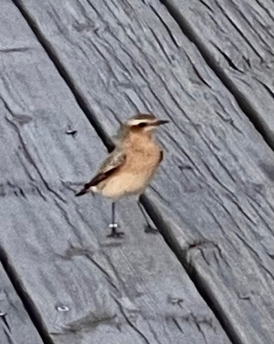 Northern Wheatear