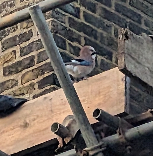 Eurasian Jay