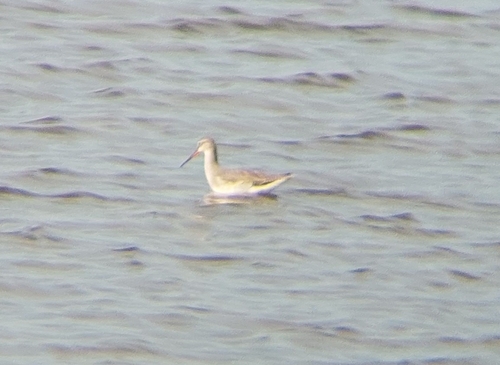 Spotted Redshank