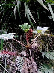 Gunnera tinctoria