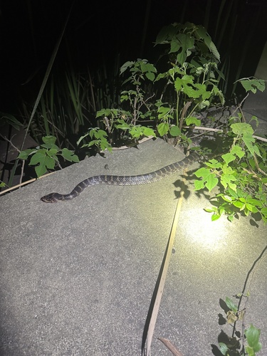 Red-banded Snake