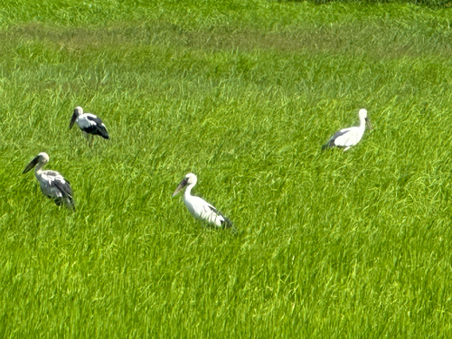 Asian Openbill