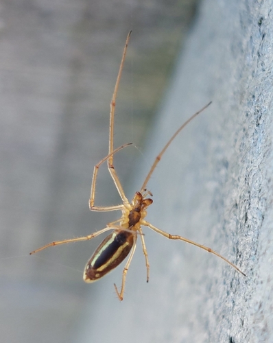 Common Stretch Spider