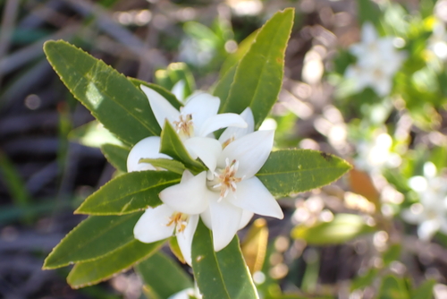 Crowea angustifolia, photograph 5