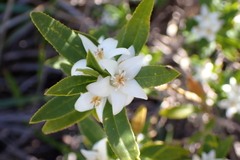 Crowea angustifolia, photograph (c) Em Lamond, some rights reserved (CC BY)