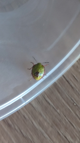 Southern Green Stink Bug