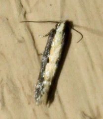 Agnippe prunifoliella