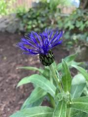 Centaurea montana