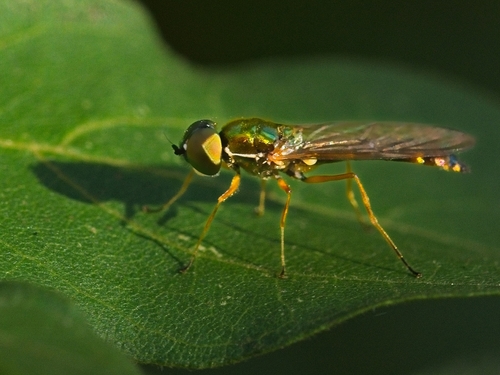 Twin-Spot Centurion Fly